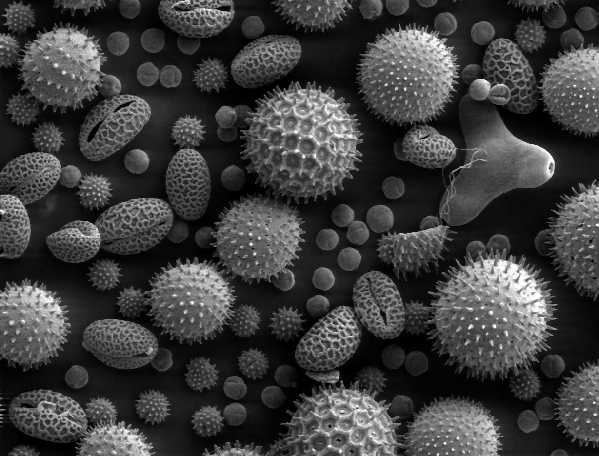 Scanning Electron Microscope Analysis in Chennai, Tamilnadu | Kiyo R&D Lab